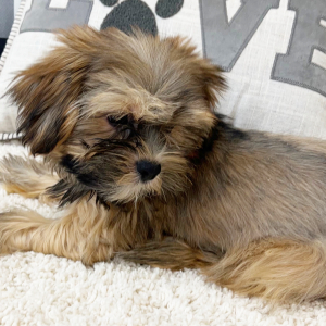 Morkie Puppy Simon