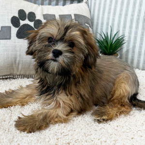 Morkie Puppy Simon