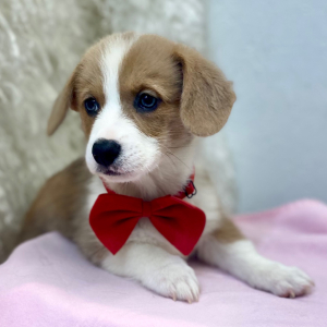 Pembroke Welsh Corgi Puppy Otis