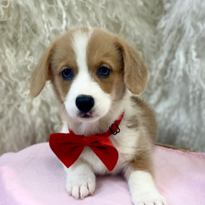 Pembroke Welsh Corgi Puppy Otis