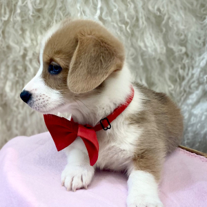 Pembroke Welsh Corgi Puppy Otis