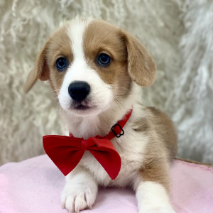 Pembroke Welsh Corgi Puppy Otis