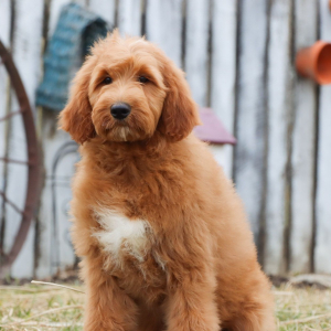 Goldendoodle Puppy Gabby
