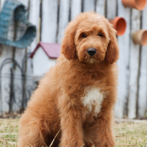 Goldendoodle Puppy Gabby