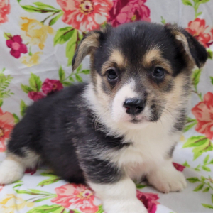 Pembroke Welsh Corgi Puppy Spoon