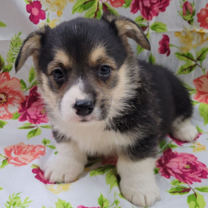 Pembroke Welsh Corgi Puppy Spoon