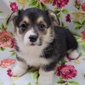 Pembroke Welsh Corgi Puppy Spoon