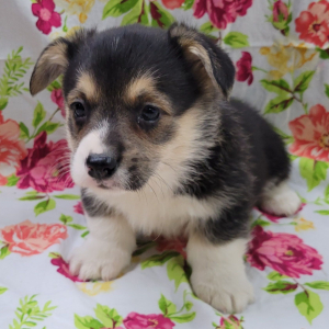 Pembroke Welsh Corgi Puppy Spoon