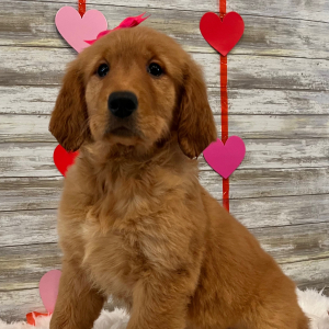 Golden Retriever Puppy Jade