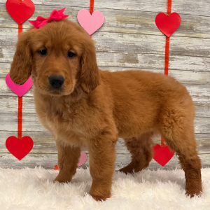 Golden Retriever Puppy Jade