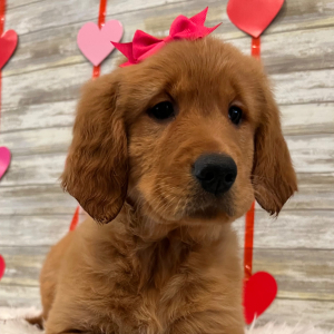 Golden Retriever Puppy Jade
