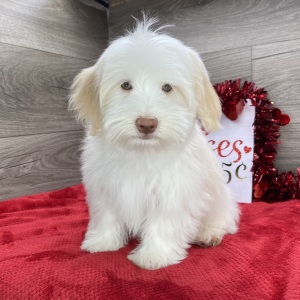 Havanese Puppy Kendall