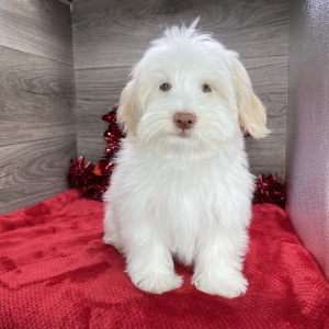 Havanese Puppy Kendall