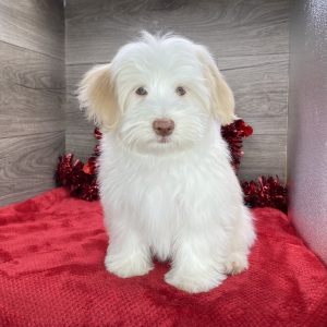 Havanese Puppy Kendall