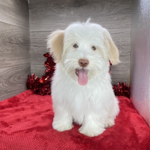 Havanese Puppy Kendall