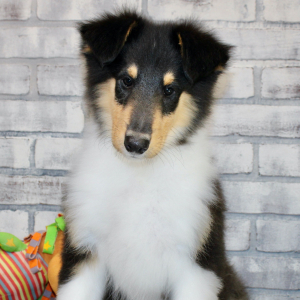 Collie Puppy Jaz