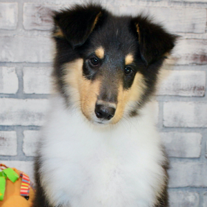 Collie Puppy Jaz