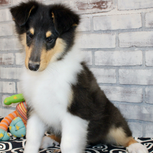 Collie Puppy Jaz