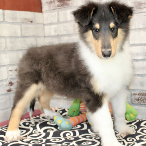 Collie Puppy Jaz