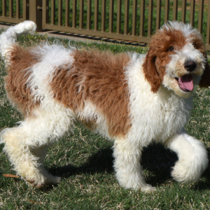 Poodle Puppy Tracker