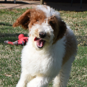 Poodle Puppy Tracker
