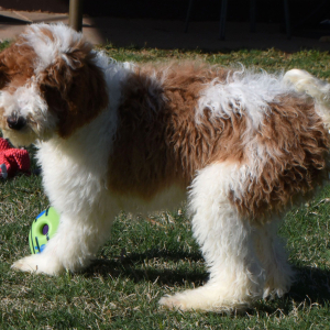 Poodle Puppy Tracker