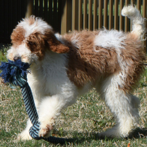 Poodle Puppy Tracker