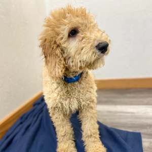 Goldendoodle Puppy Racer