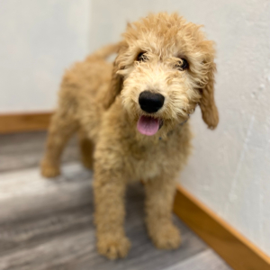 Goldendoodle Puppy Racer