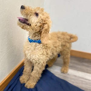 Goldendoodle Puppy Racer