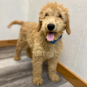 Goldendoodle Puppy Racer