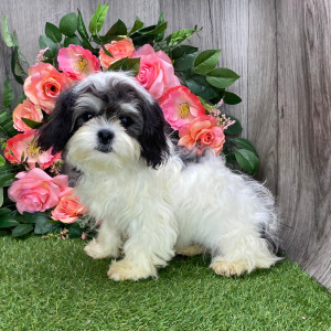 Shichon Puppy Kendra