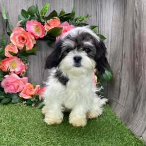 Shichon Puppy Kendra