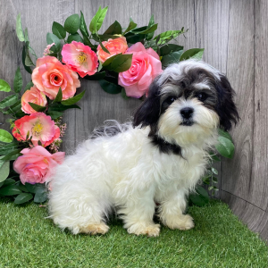 Shichon Puppy Kendra
