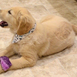 Golden Retriever Puppy Oscar