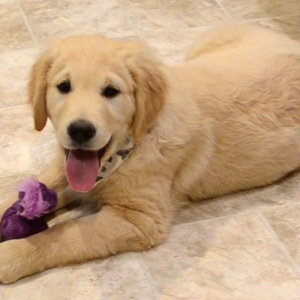 Golden Retriever Puppy Oscar