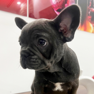 French Bulldog Puppy Bruno