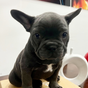 French Bulldog Puppy Bruno