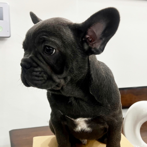 French Bulldog Puppy Bruno
