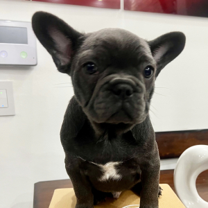 French Bulldog Puppy Bruno