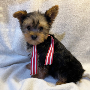 Yorkshire Terrier Puppy Sylvester