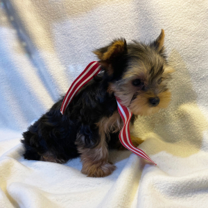 Yorkshire Terrier Puppy Sylvester