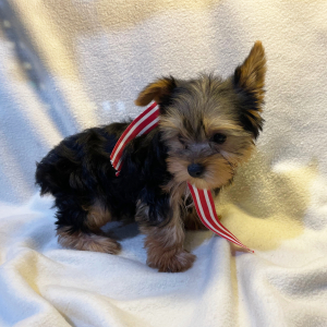 Yorkshire Terrier Puppy Sylvester