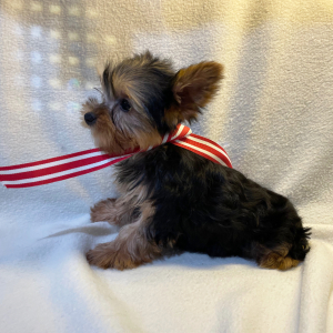 Yorkshire Terrier Puppy Sylvester