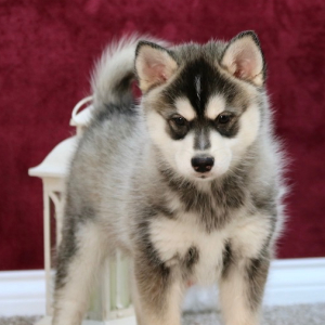 Pomsky Puppy Kyle