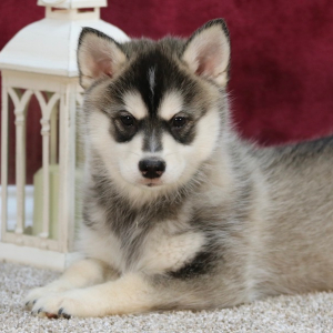 Pomsky Puppy Kyle
