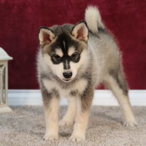 Pomsky Puppy Kyle