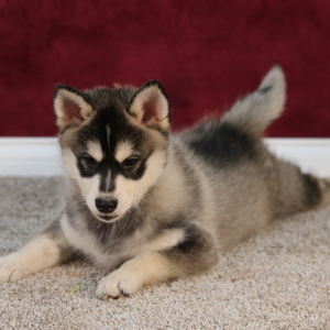 Pomsky Puppy Kyle