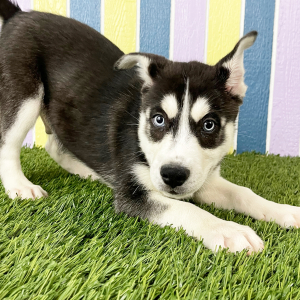 Siberian Husky Puppy Waren