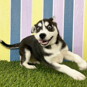 Siberian Husky Puppy Waren